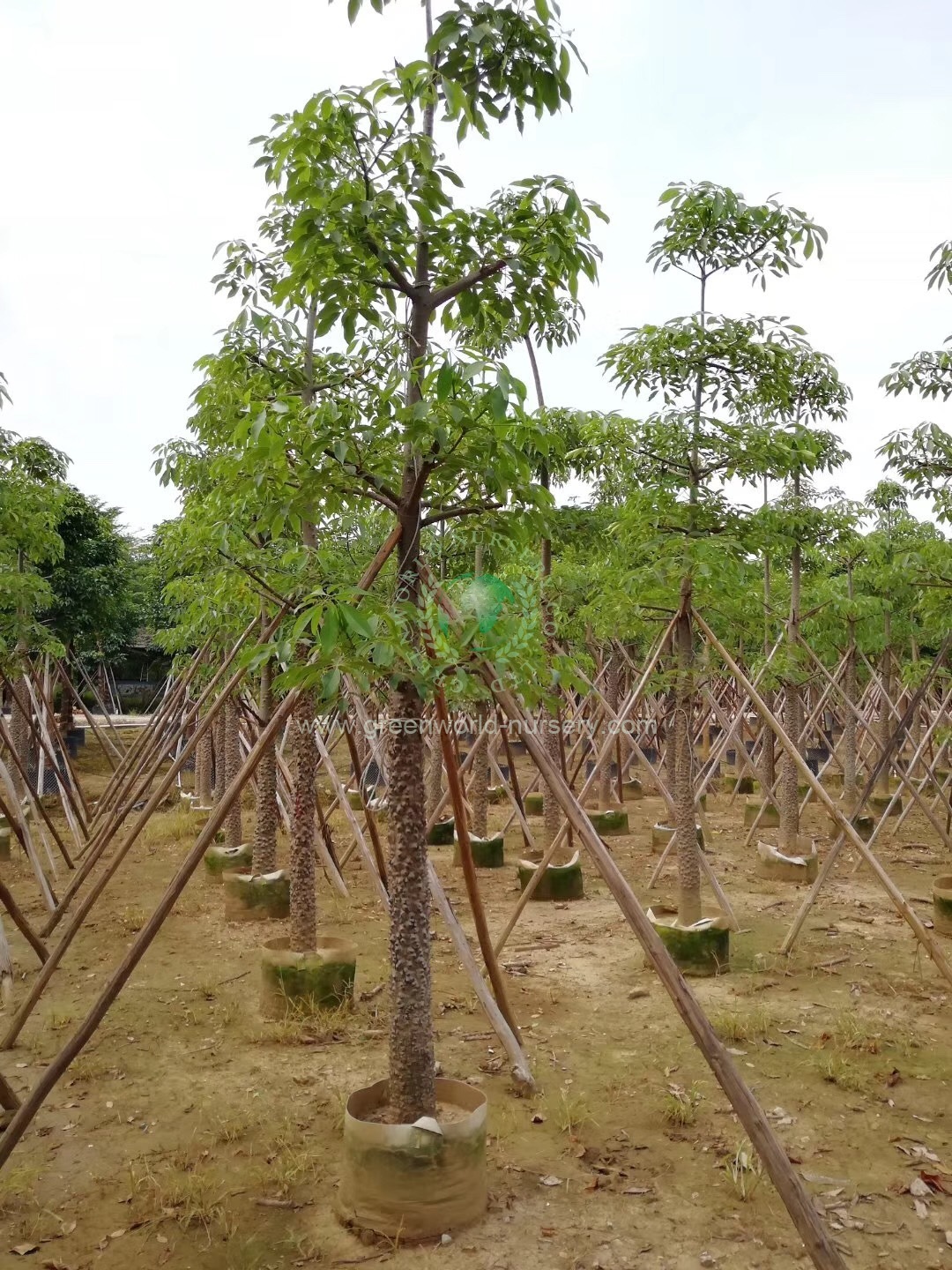 Bombax Ceiba Bombax Ceiba