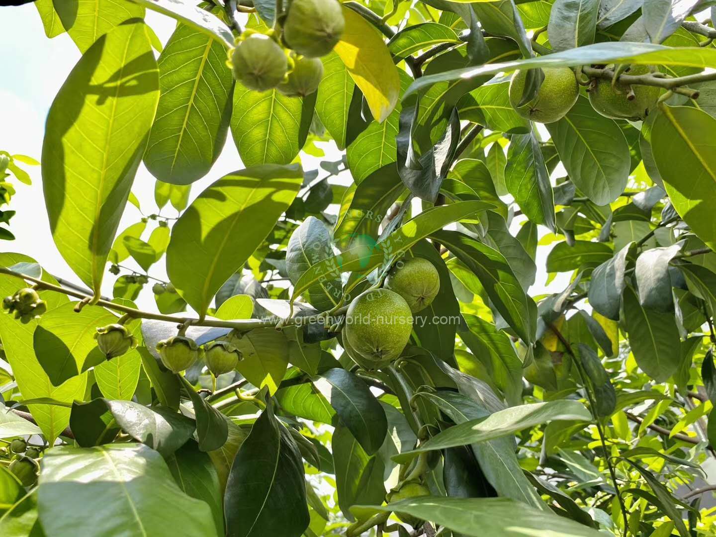Diospyros Digyna Diospyros Digyna