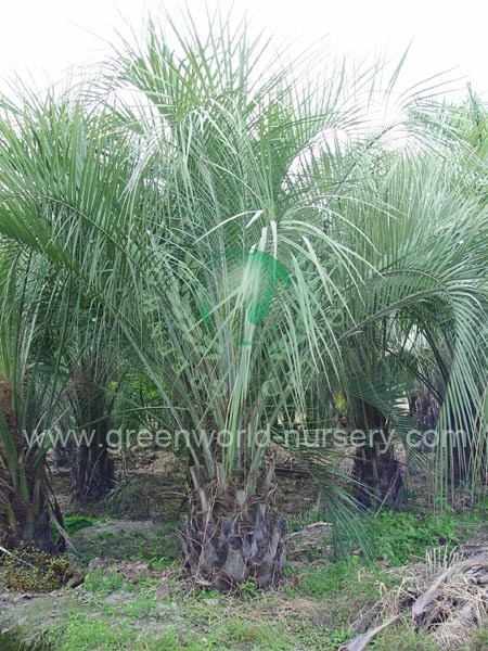 Butia Capitata Butia Capitata