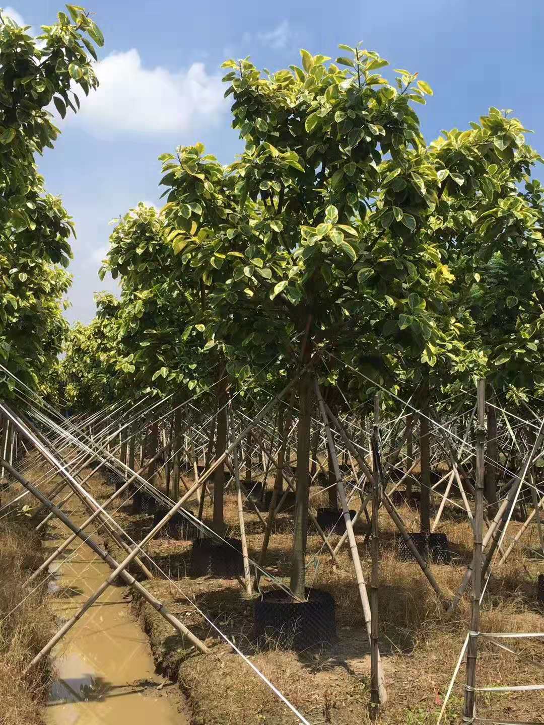 Discovering Ficus Altissima: The Ideal Indoor Plant for Your Green Space