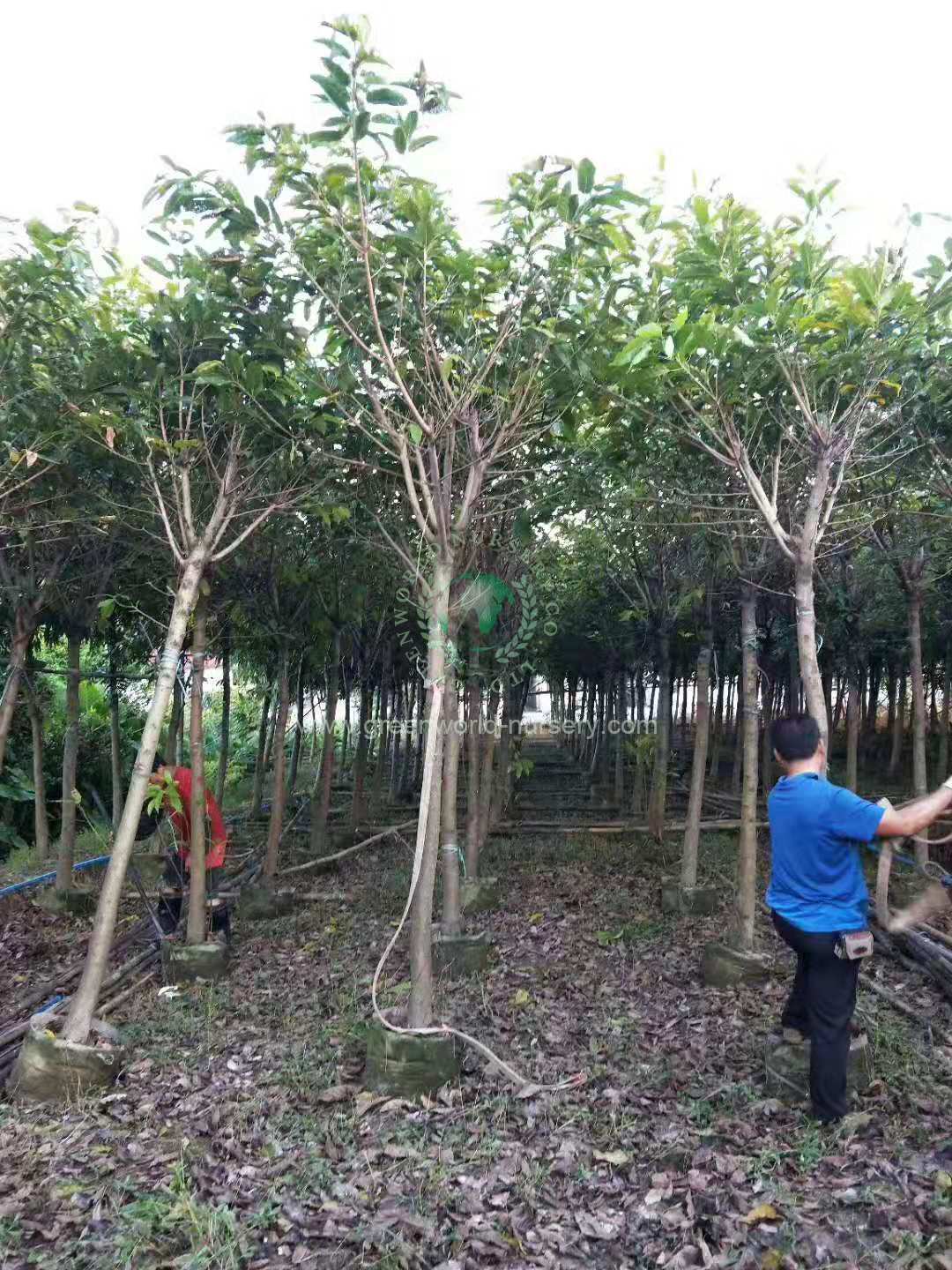 Ficus Infectoria