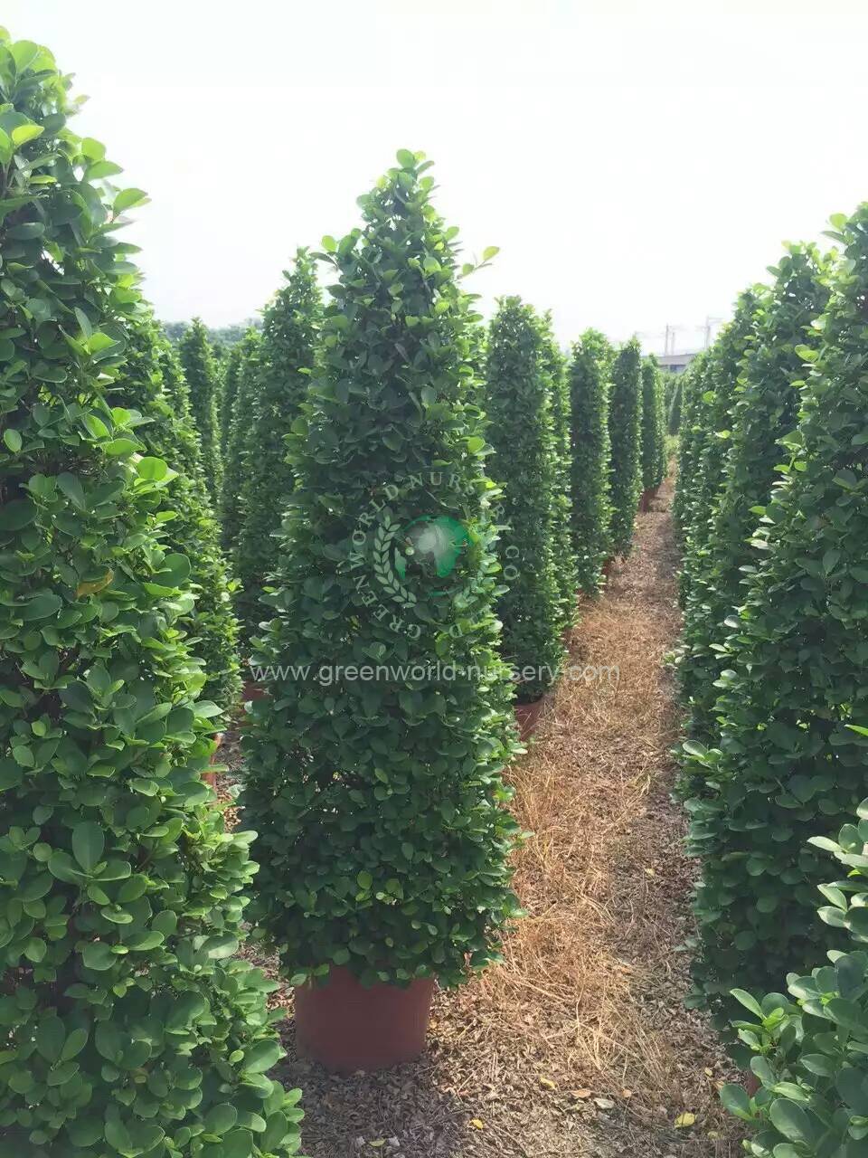 Ficus Panda Ficus Panda