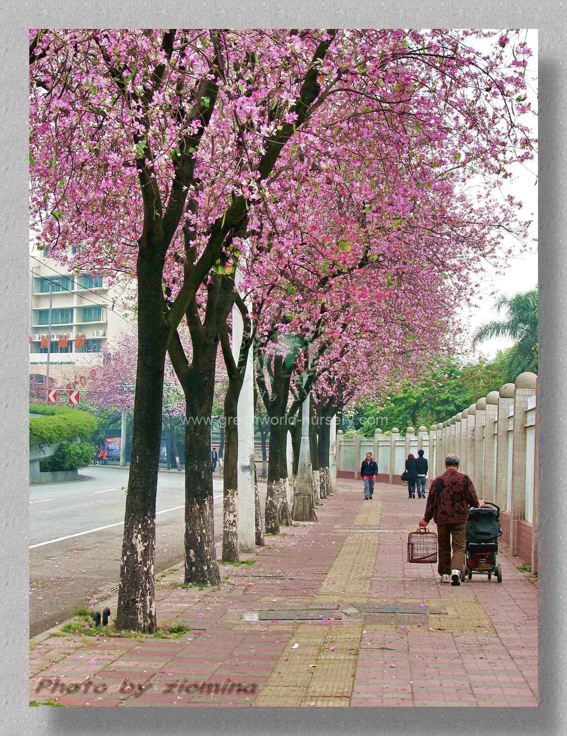 Bauhinia Purpurea Bauhinia Purpurea