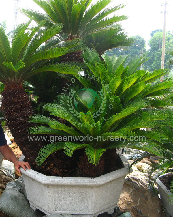 Cycas Revoluta Multi Trunk