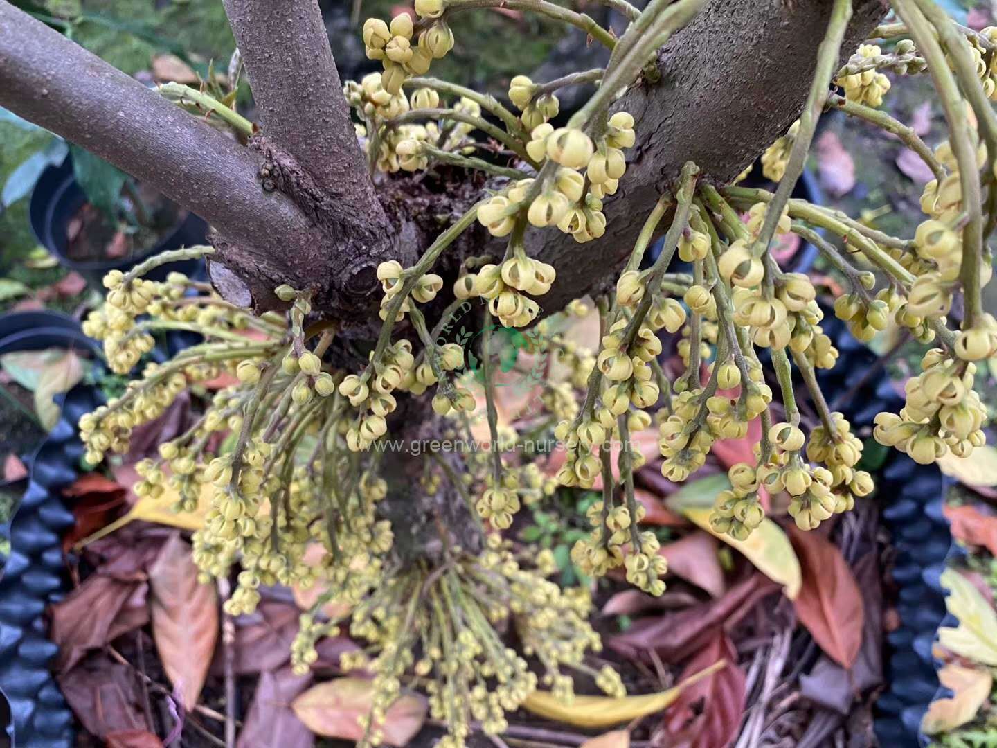 Baccaurea Sapida Baccaurea Sapida
