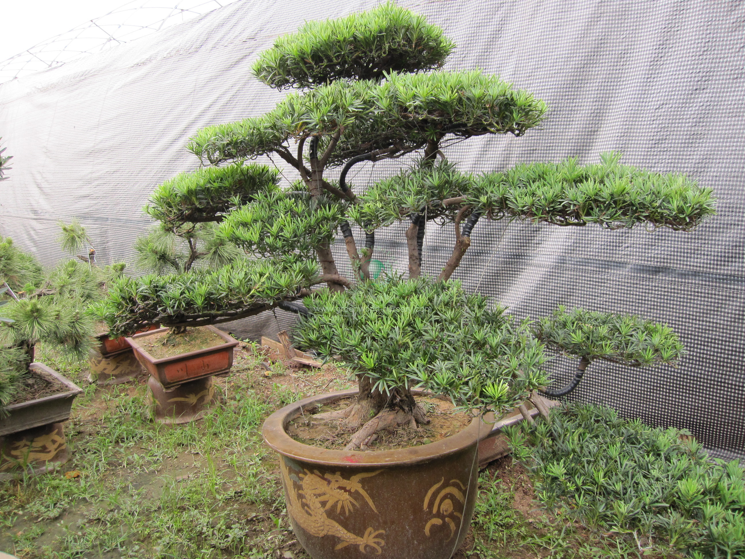 Podocarpus Macrophyllus Podocarpus Macrophyllus