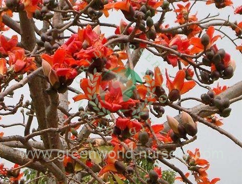 Bombax Ceiba Bombax Ceiba
