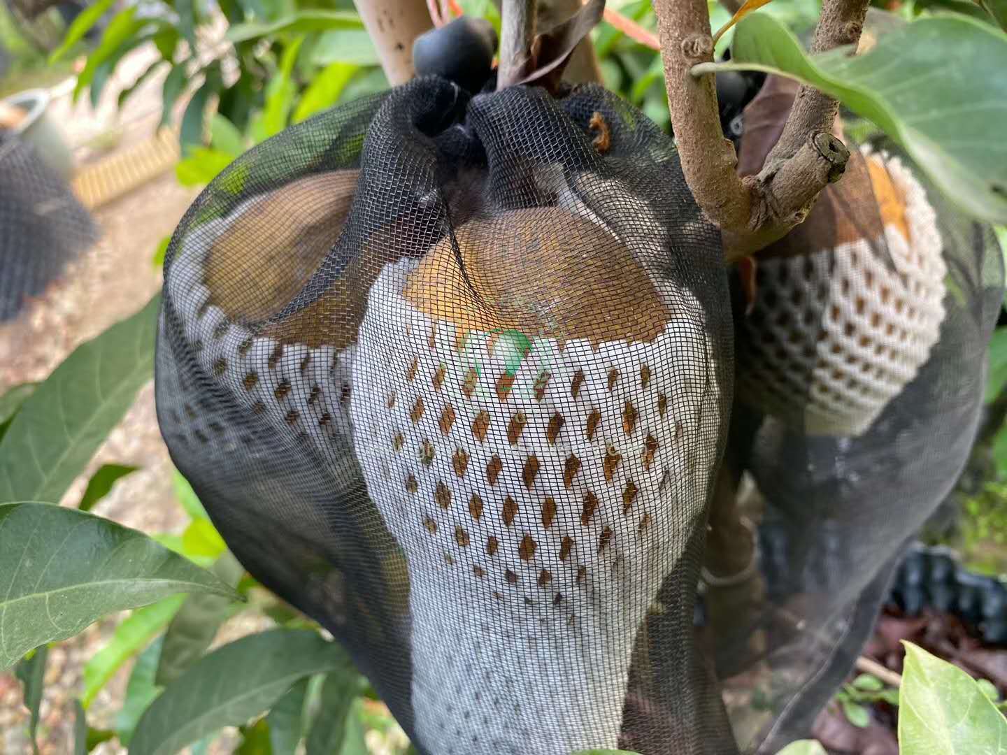 Lucuma Nervosa