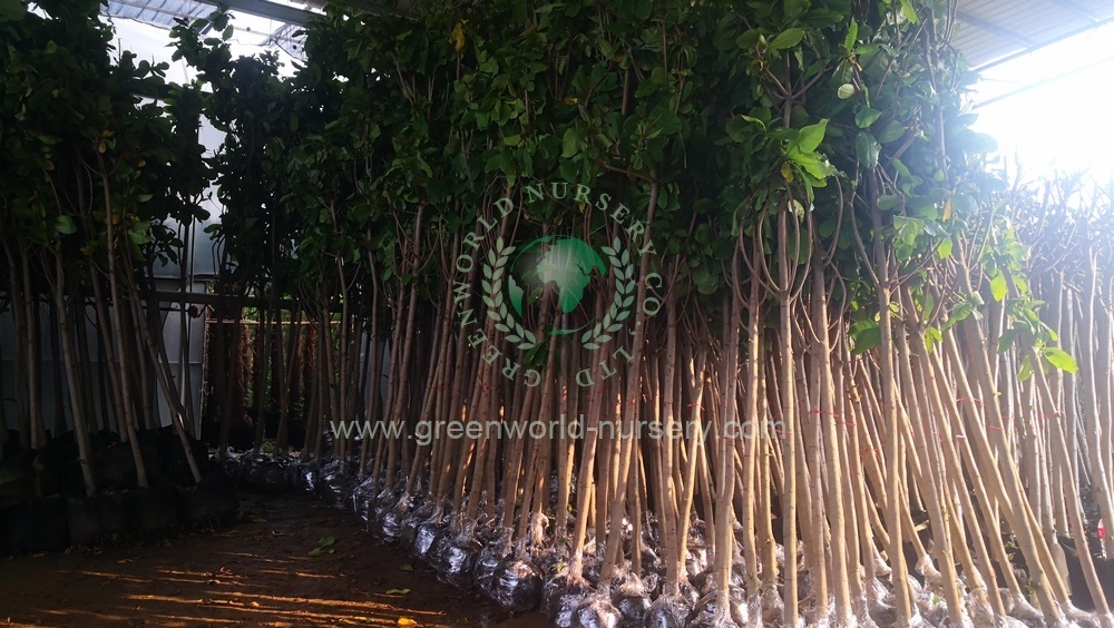 Terminalia Catappa