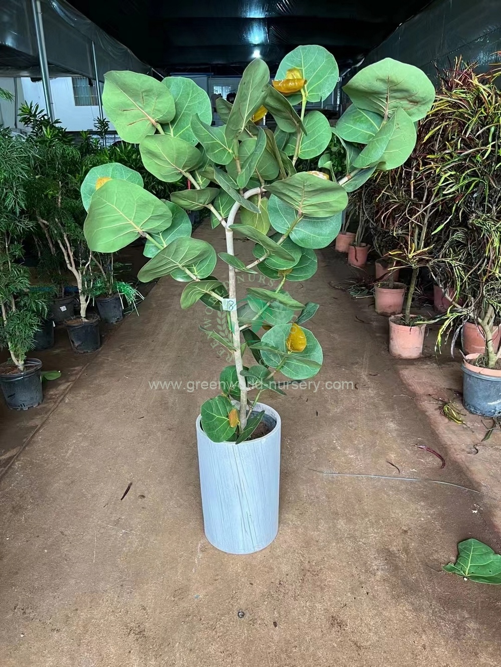 Coccolaba Uvifera Coccolaba Uvifera