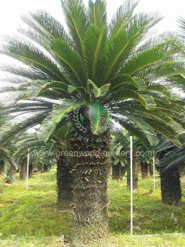 Cycas Revoluta