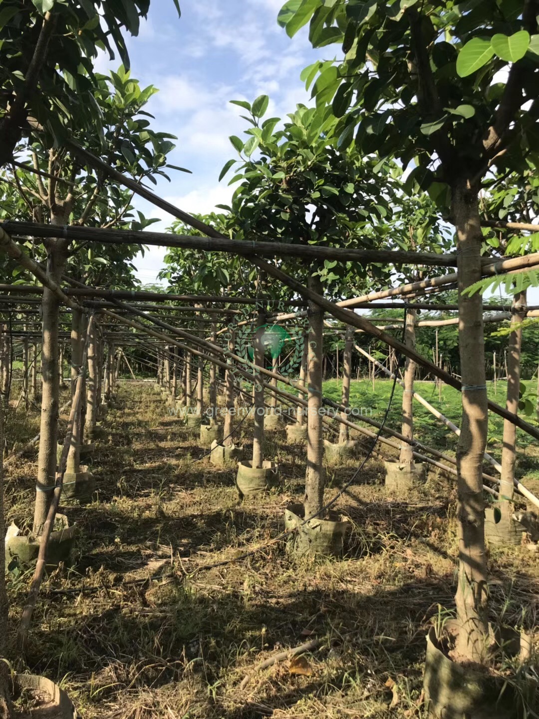 Ficus Benghalensis