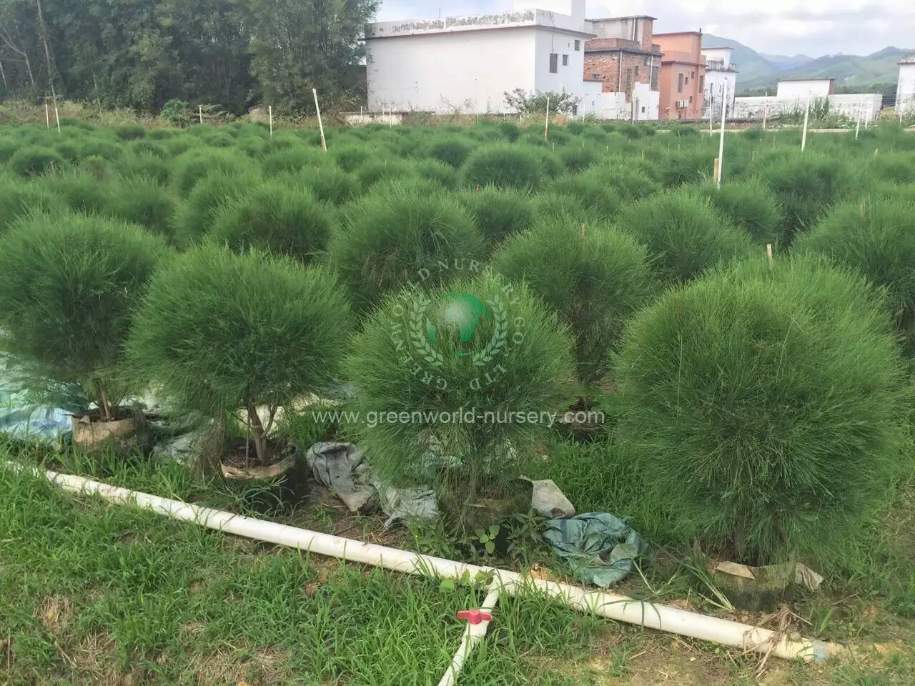 Casuarina Equisetifolia