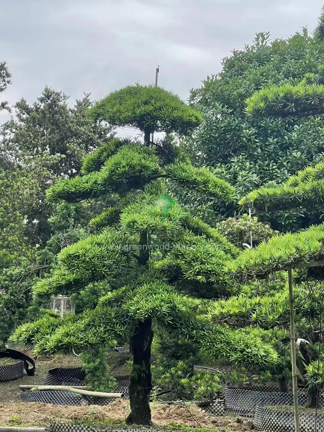 Podocarpus Macrophyllus Podocarpus Macrophyllus