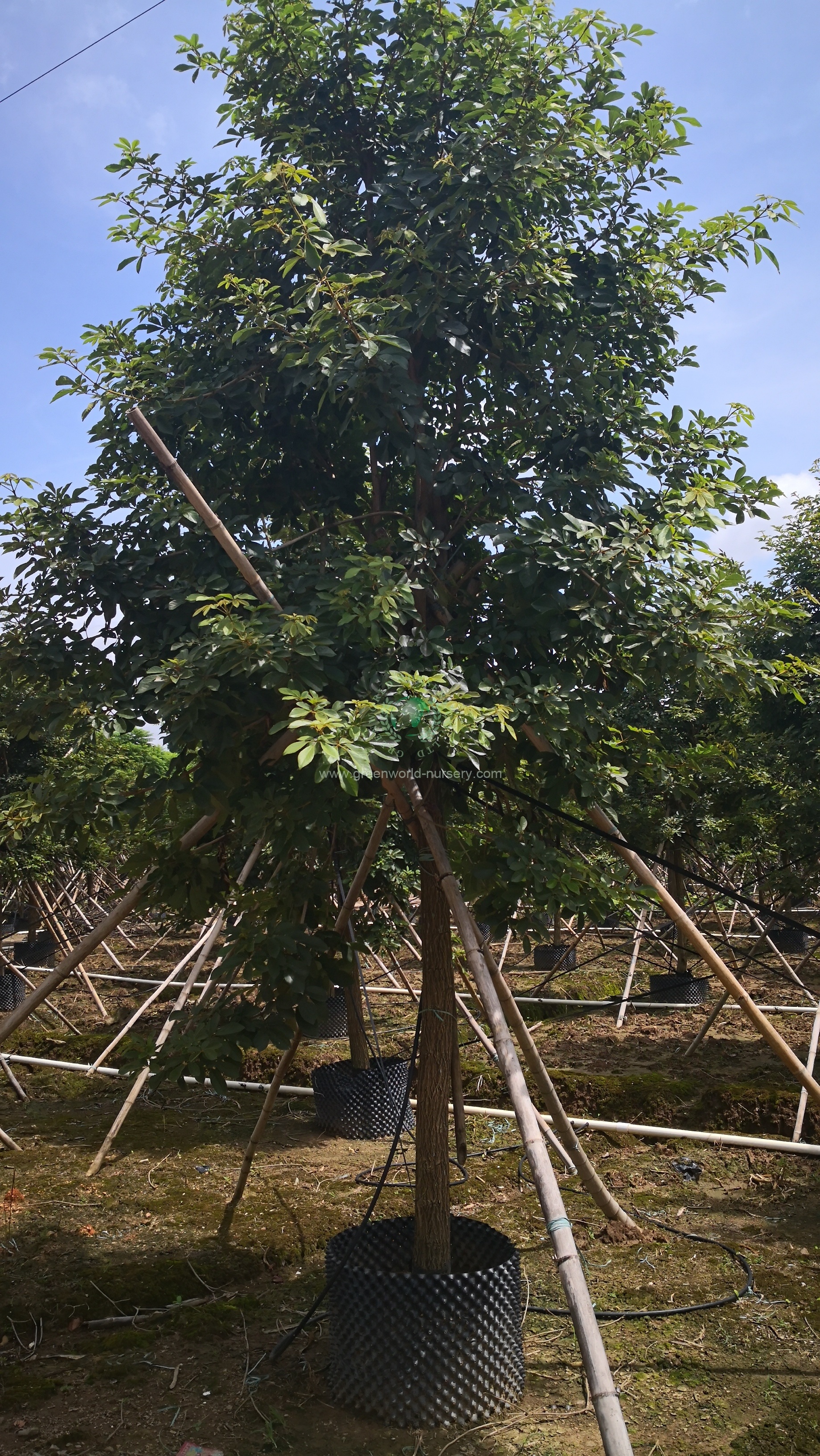 Tabebuia Chrysanthus