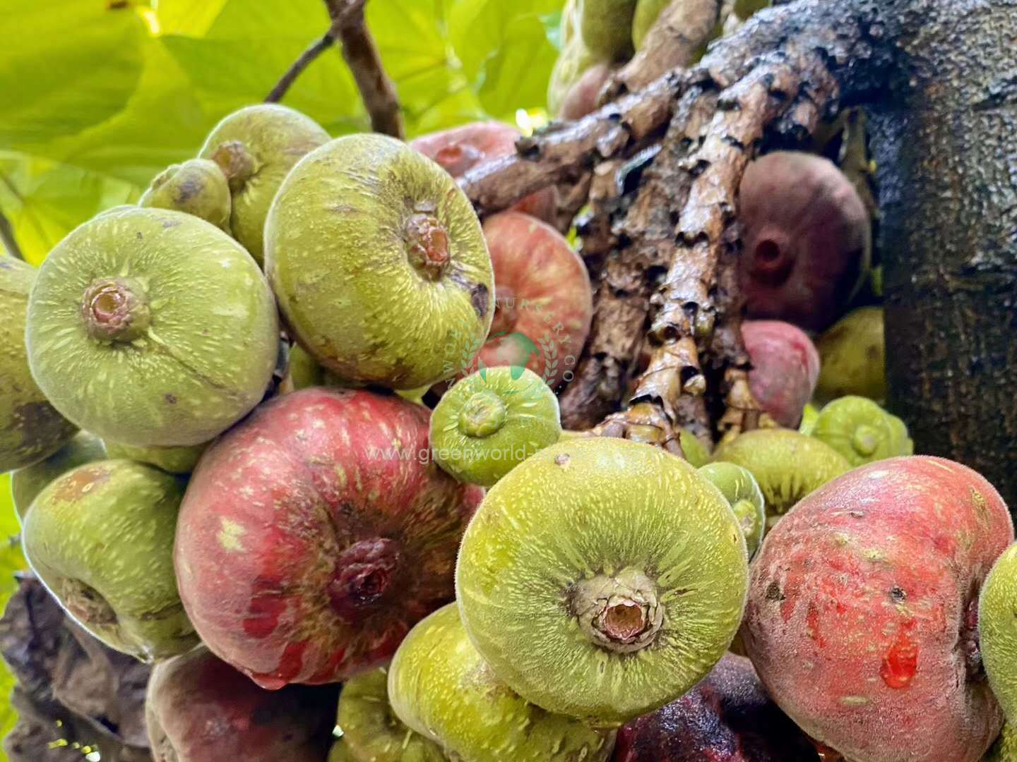 Ficus Auriculata Ficus Auriculata