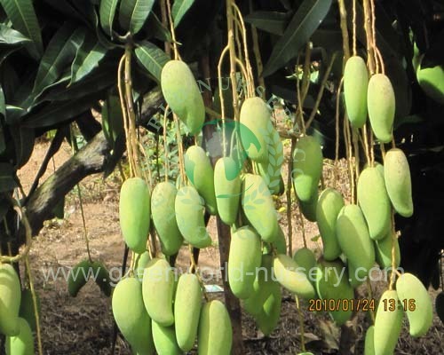 Mangifera Indica Mangifera Indica