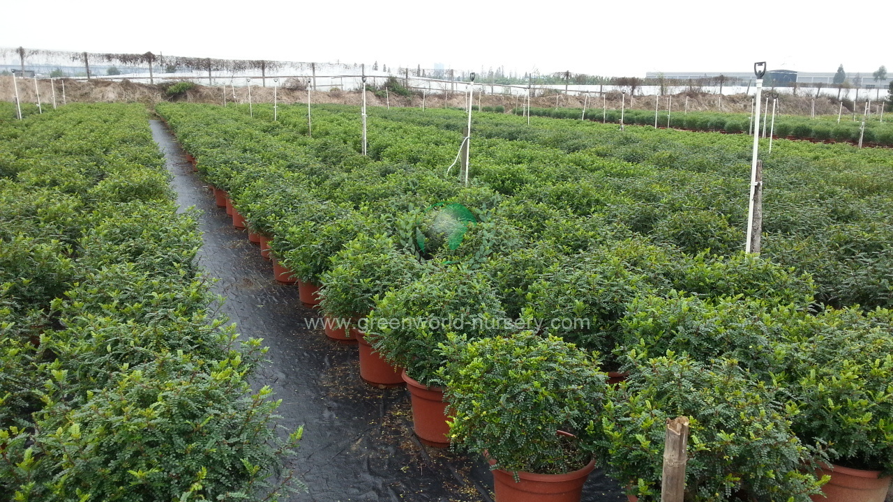 Zanthoxylum Zanthoxylum