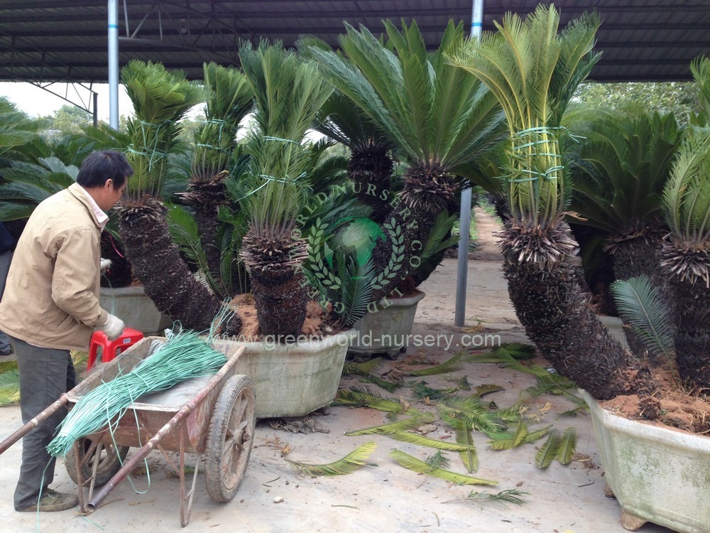Cycas Revoluta Group