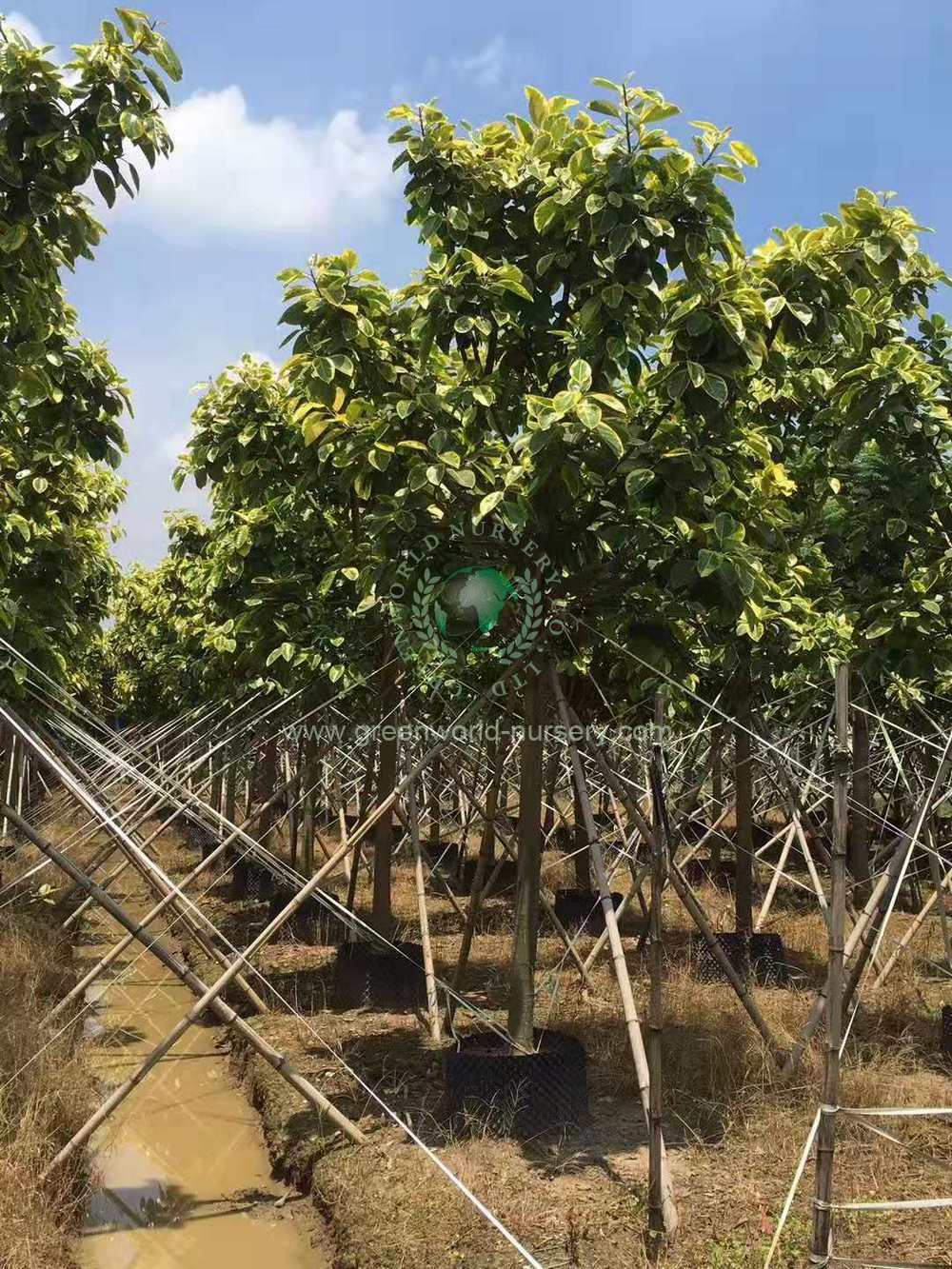 Ficus Benghalensis Variegata Ficus Benghalensis Variegata