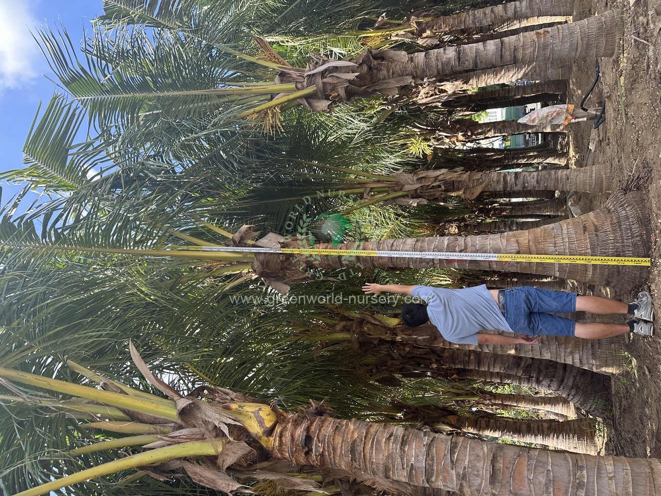 Cocos Nucifera Cocos Nucifera
