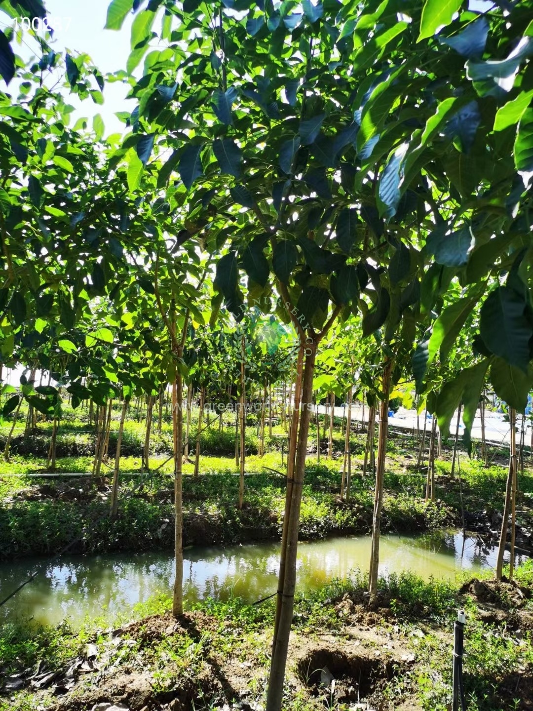 Tabebuia Rosea Tabebuia Rosea