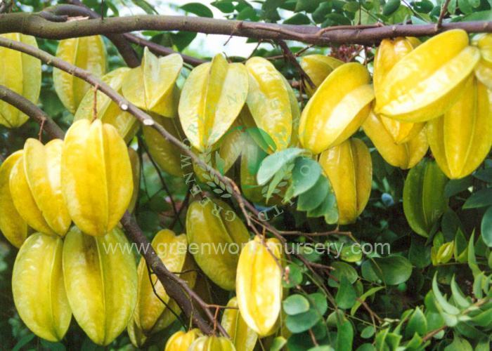 Averrhoa Carambola
