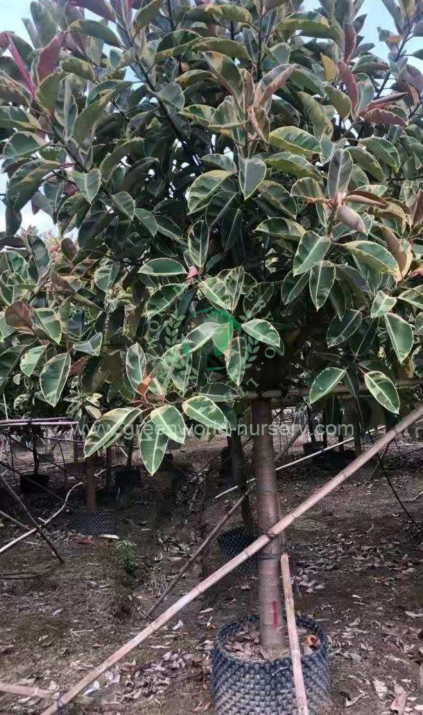 Ficus Elastica Variegata Ficus Elastica Variegata