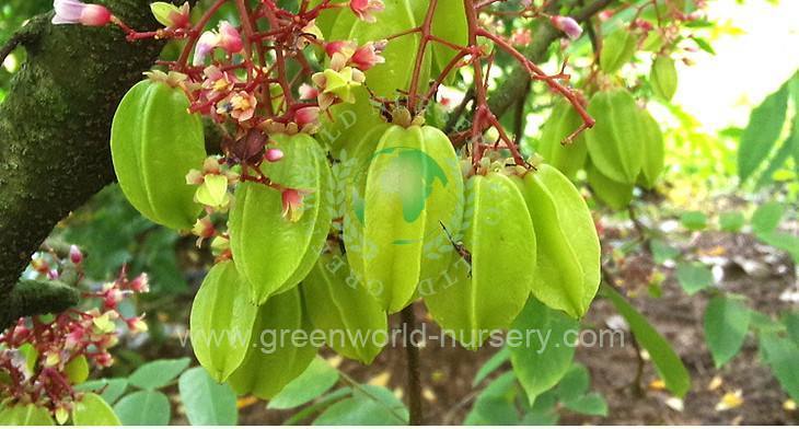 Averrhoa Carambola