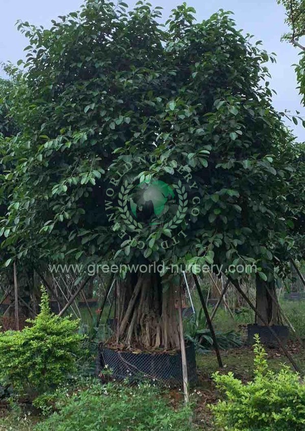 Ficus Benghalensis