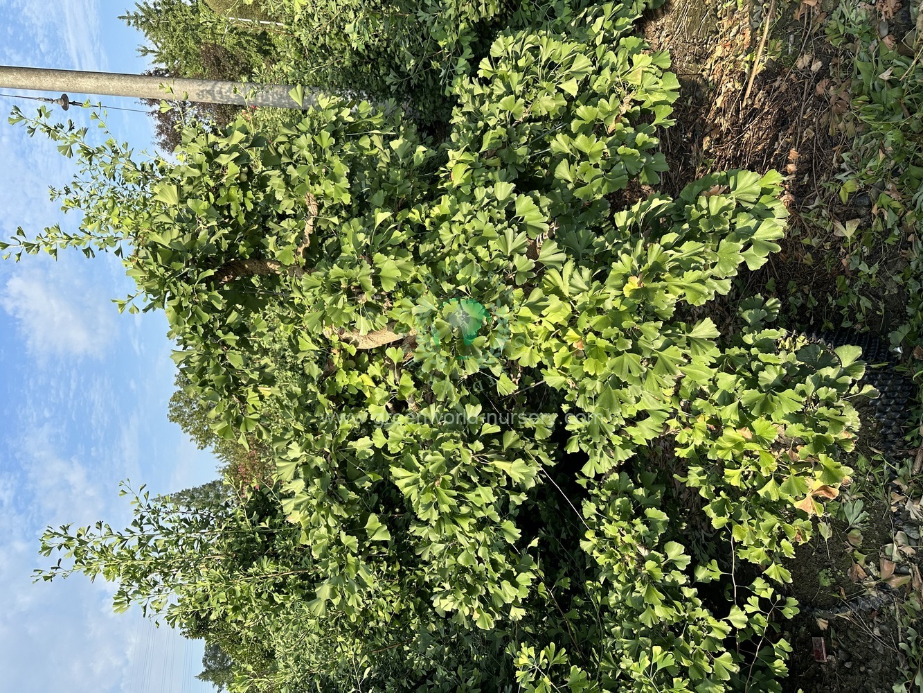 Ginkgo Biloba Ginkgo Biloba