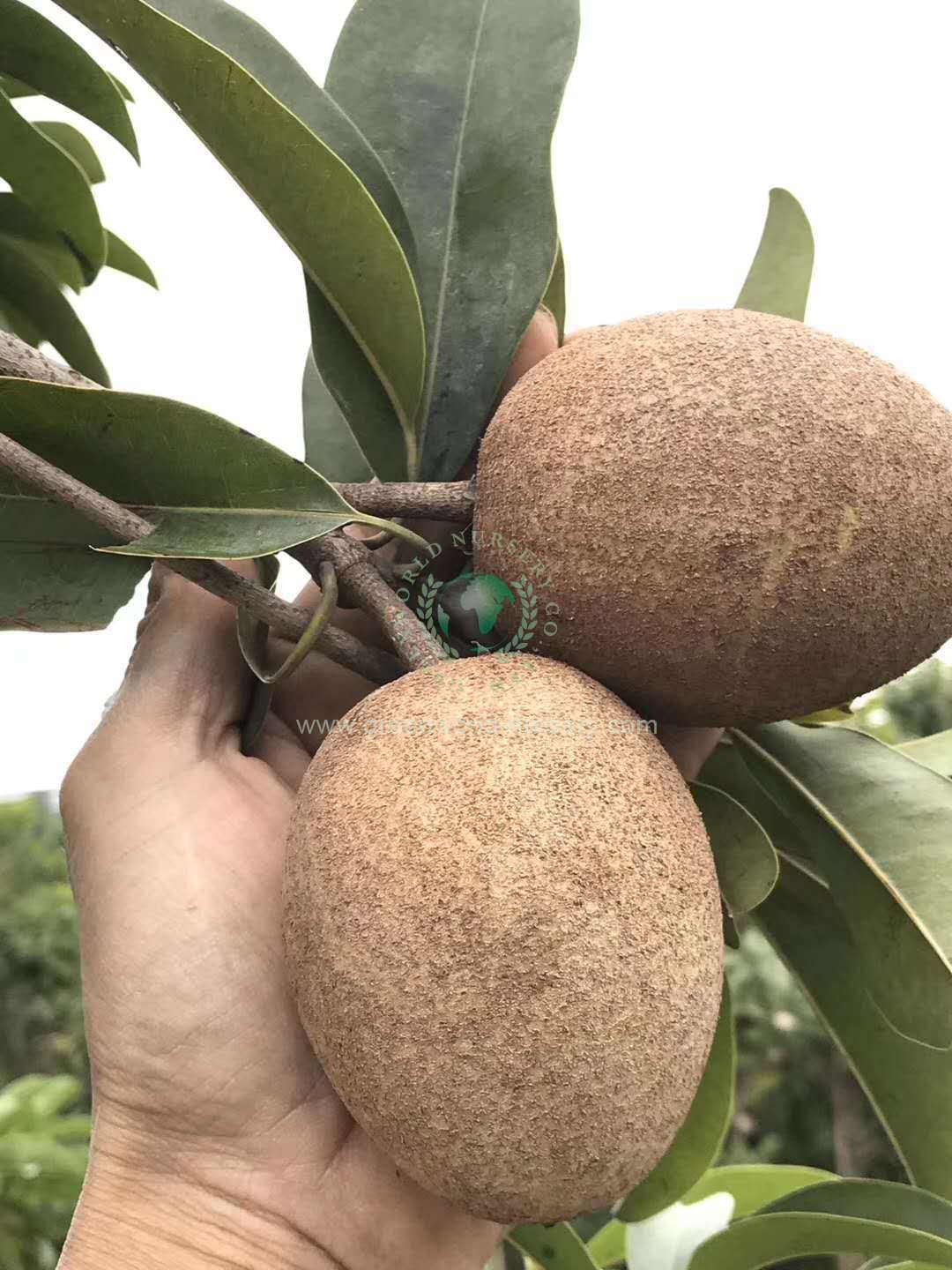 Manilkara Zapota Manilkara Zapota