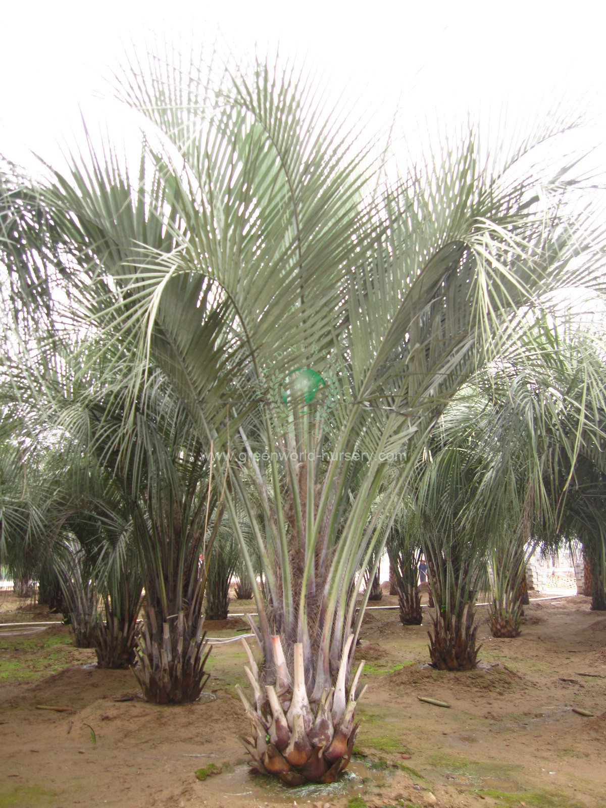 Butia Capitata Butia Capitata