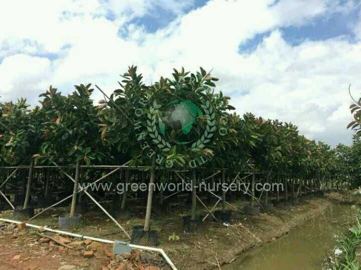 Ficus Elastica Ficus Elastica