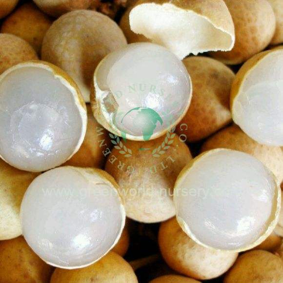 Euphoria Longan Euphoria Longan