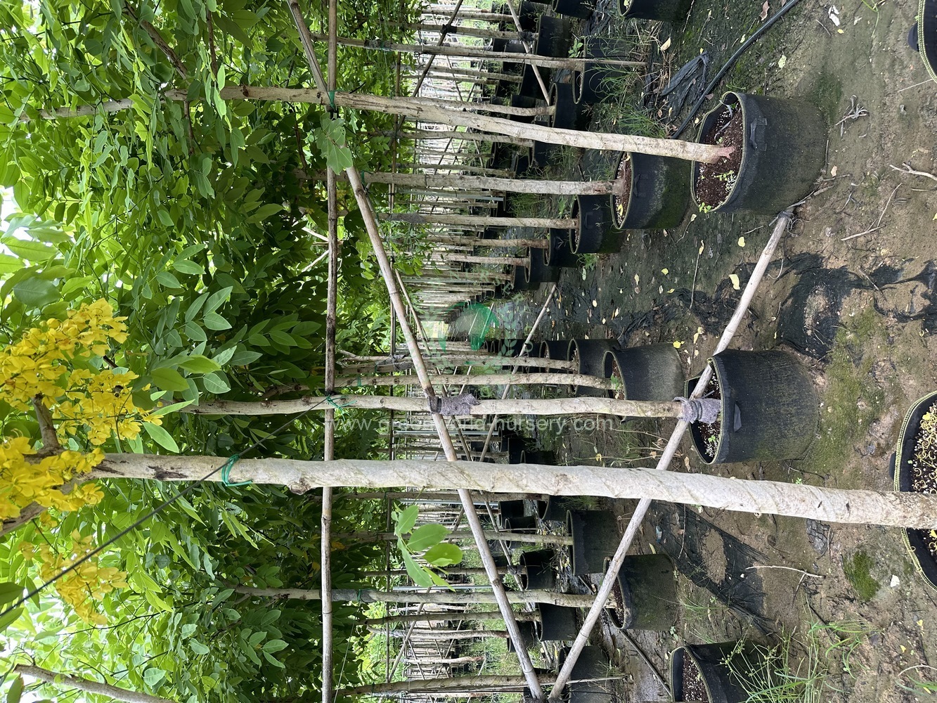 Cassia Fistula Cassia Fistula