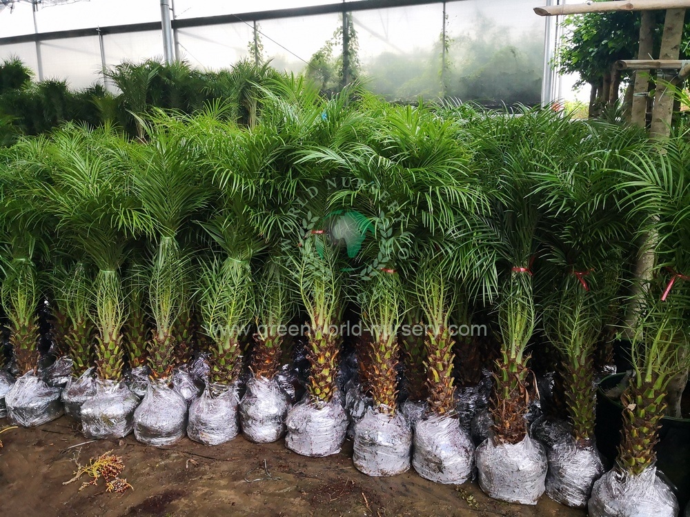 Phoenix Roebelenii