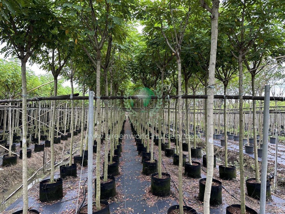 Cassia Glauca