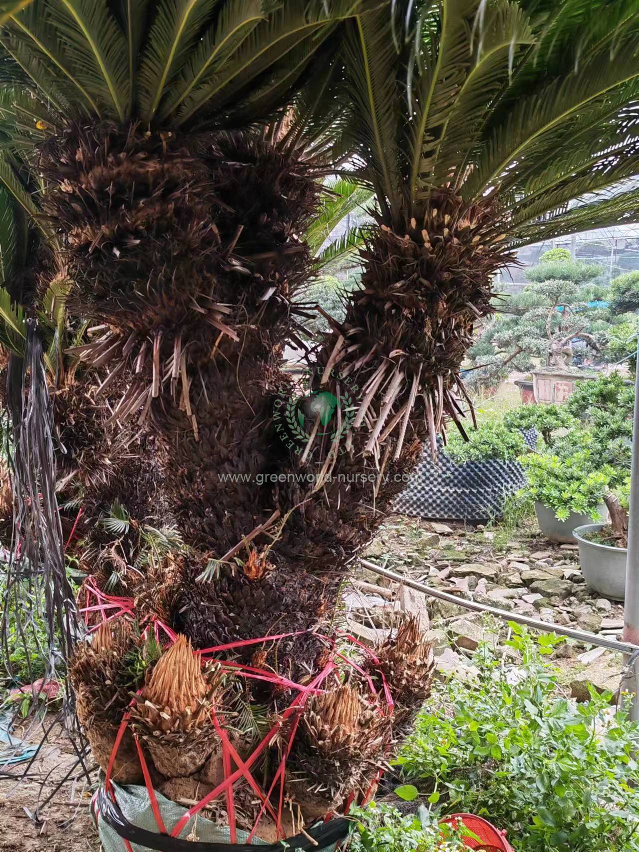 Cycas Revoluta Multi Heads Cycas Revoluta Multi Heads