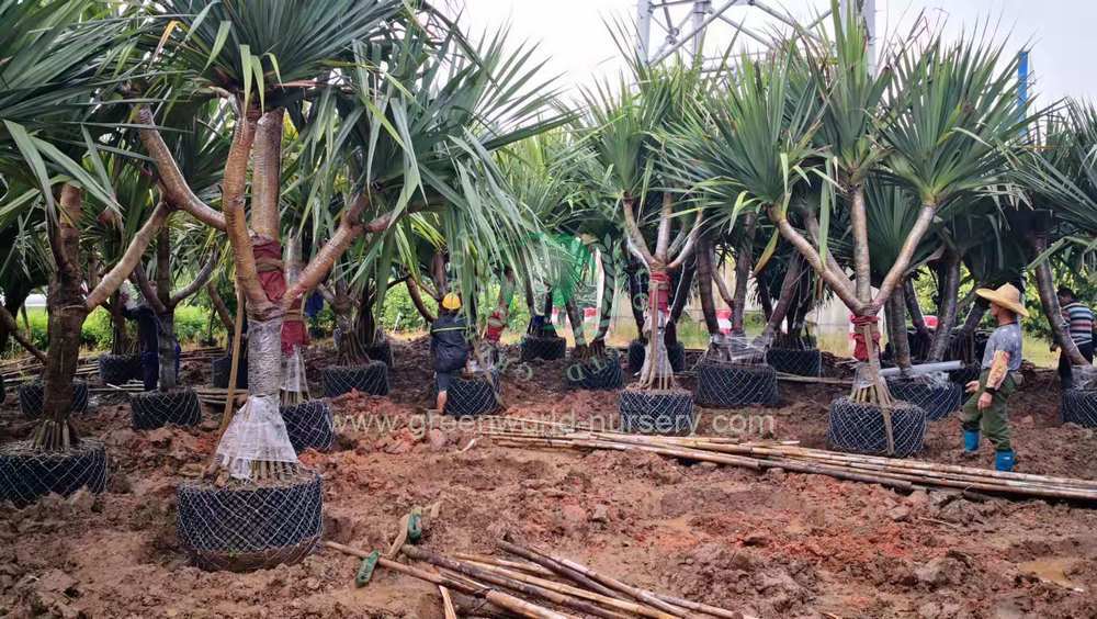 Pandanus Utilis Pandanus Utilis