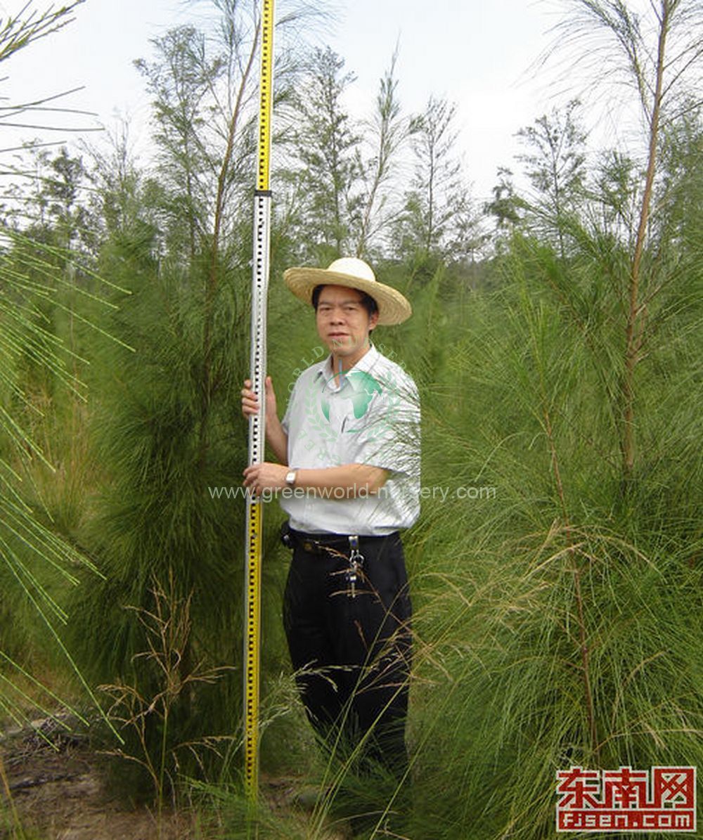 Casuarina Equisetifolia Casuarina Equisetifolia