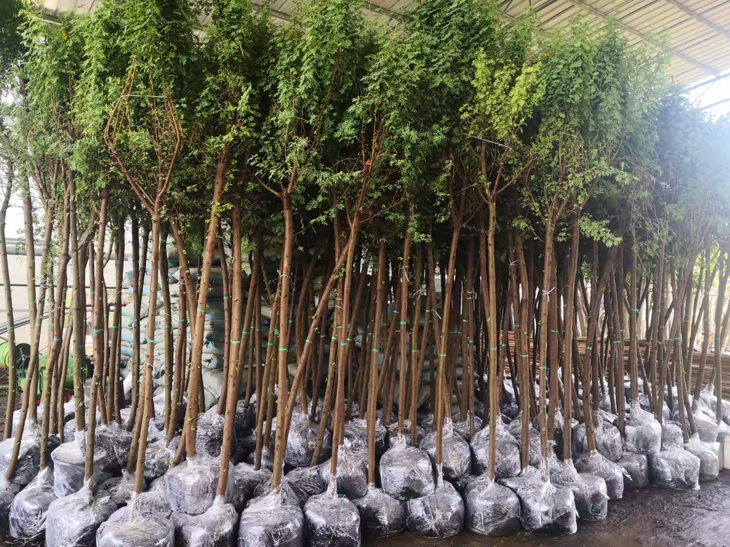 Exploring the Benefits and Features of Acacia Arabica: A Versatile Plant for Agriculture and Horticulture