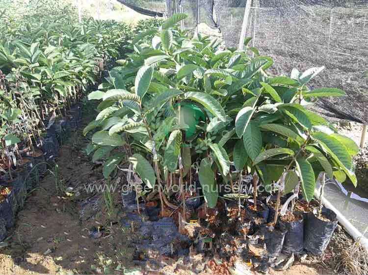 Psidium Guajava Psidium Guajava
