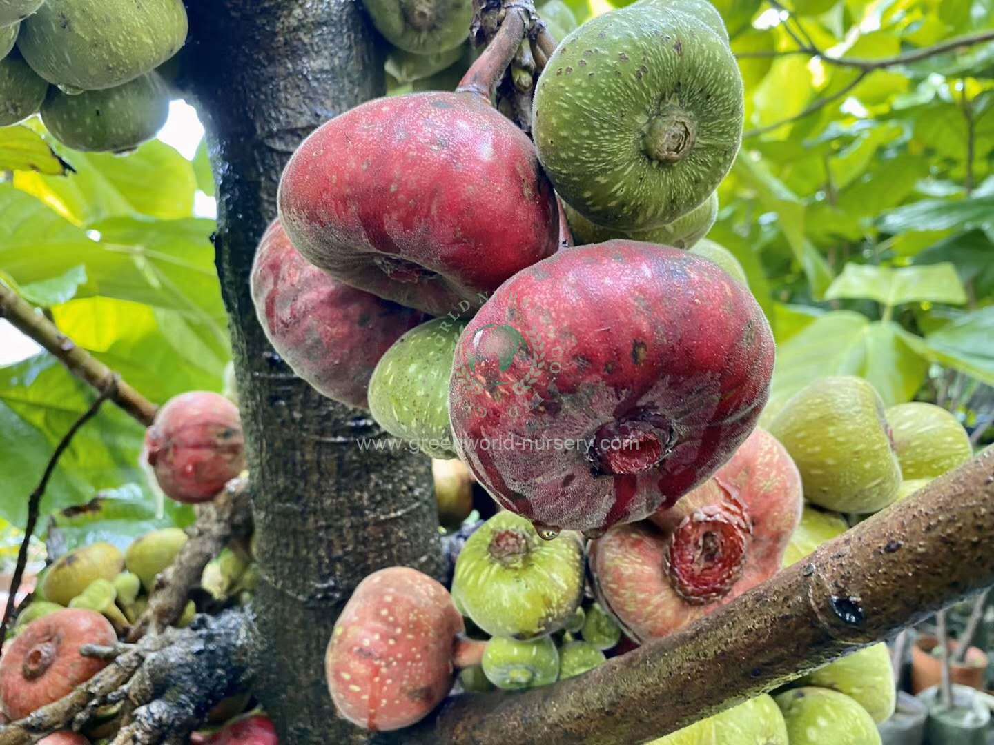 Ficus Auriculata Ficus Auriculata