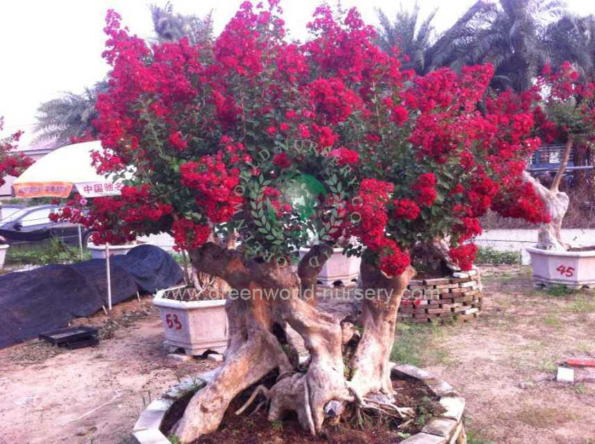 Lagerstroemia Indica Lagerstroemia Indica