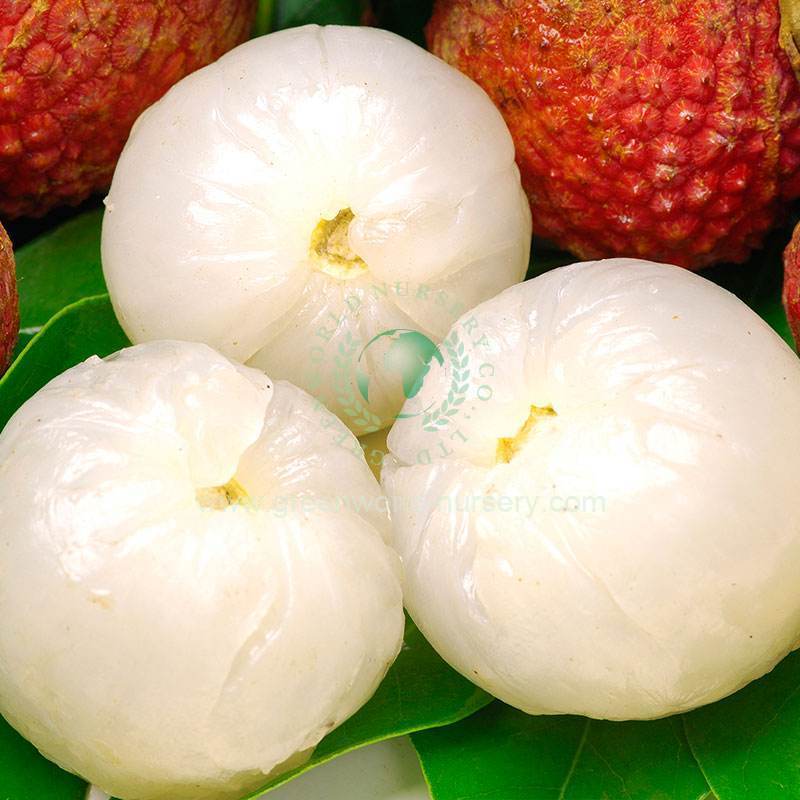 Litchi Chinensis Litchi Chinensis