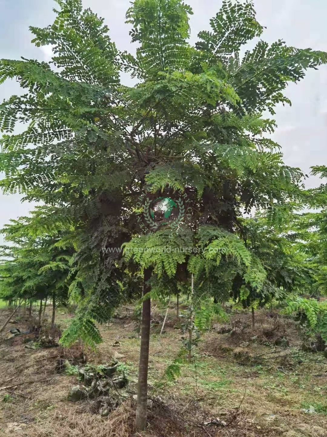 Cassia Javanica Cassia Javanica