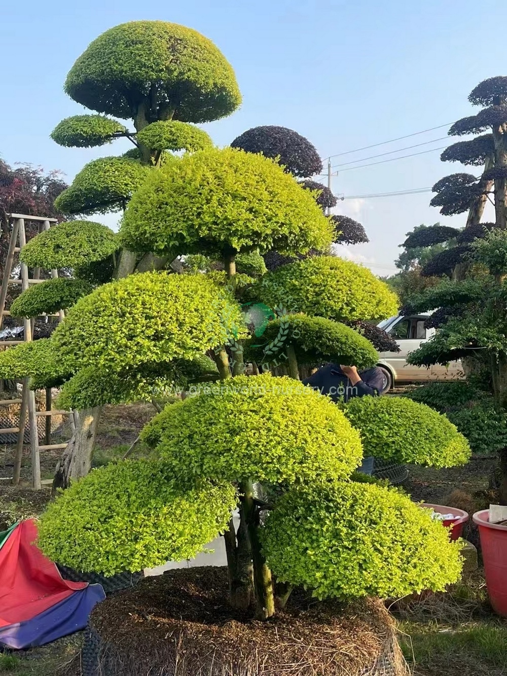 Ligustrum Quihoui Ligustrum Quihoui