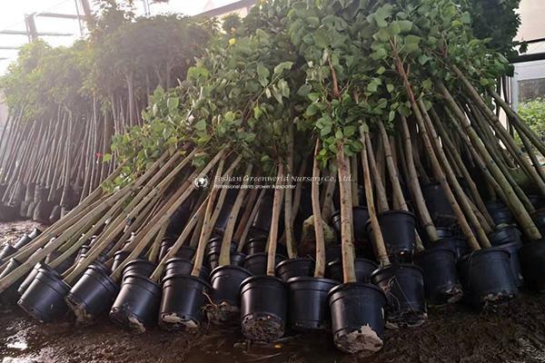 Unveiling the Sacred Beauty of Ficus Religiosa: A Comprehensive Exploration