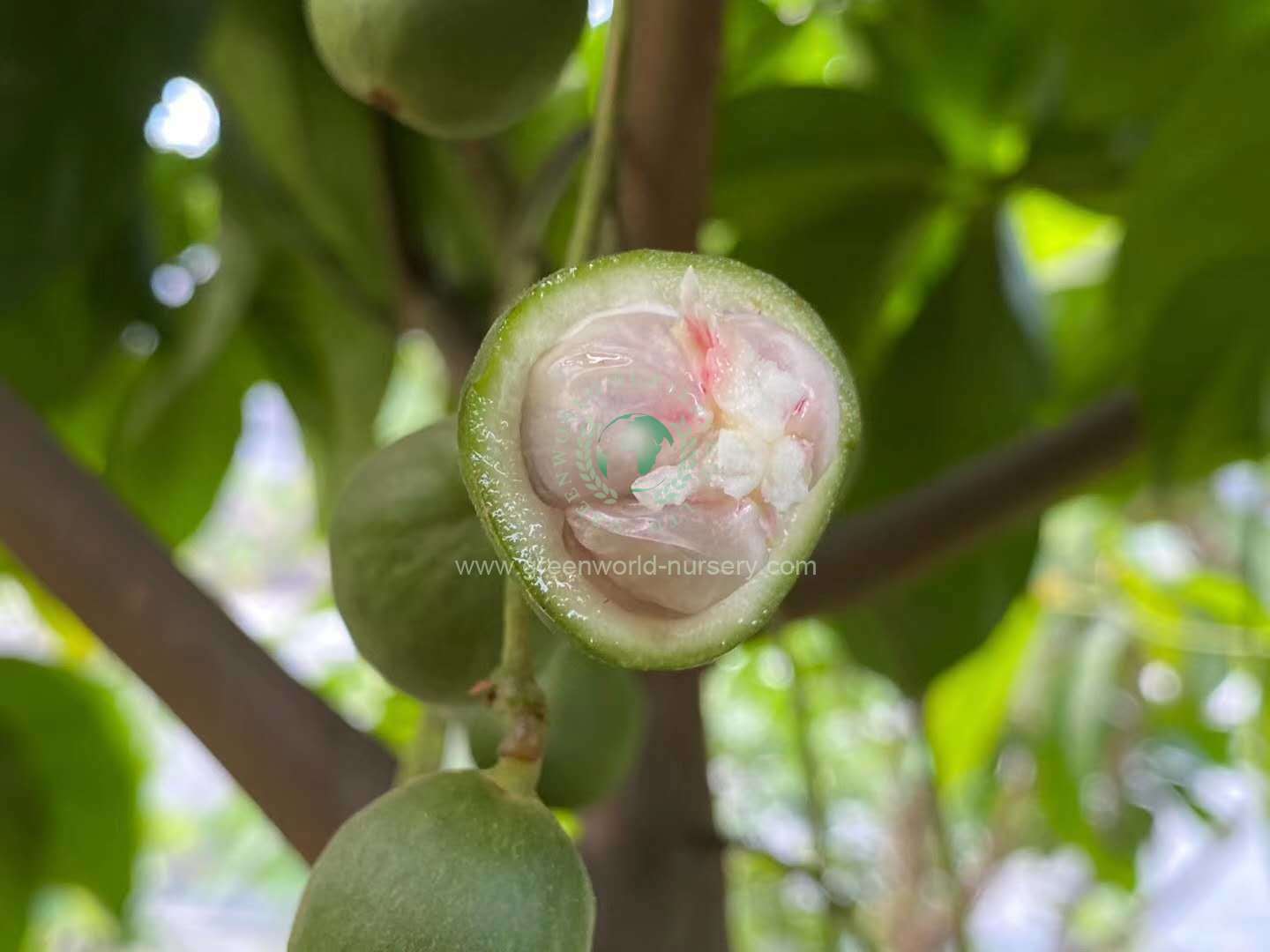 Baccaurea Sapida Baccaurea Sapida